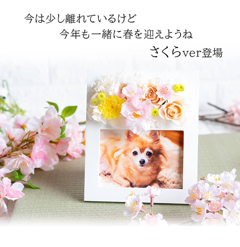 期間限定 さくらver