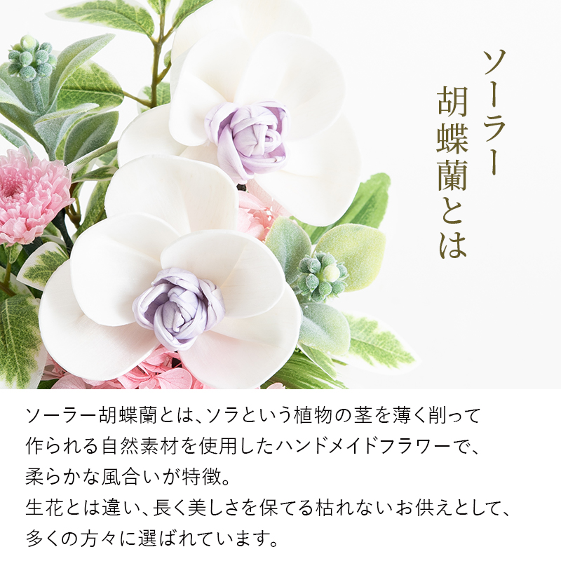 ソーラー胡蝶蘭