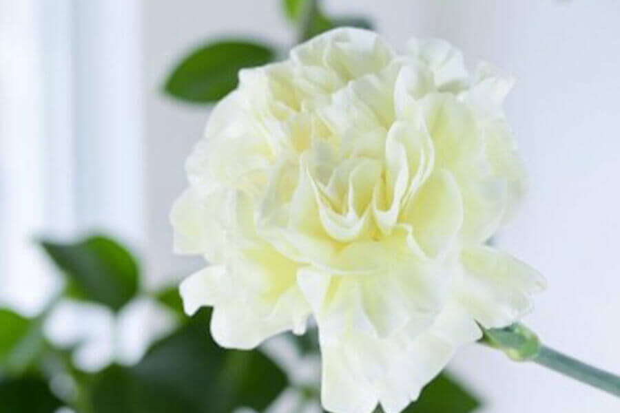 カーネーション